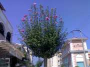 Hibiscus Syriacus- foto dal web